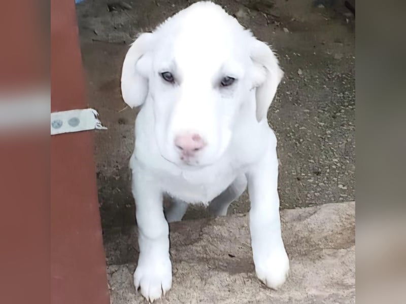 Niva: sucht ein Zuhause / eine Pflegestelle