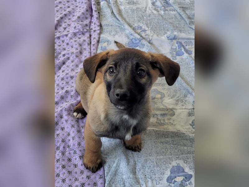 Romy, 4-monatiges Hundemädchen sucht ihre Familie