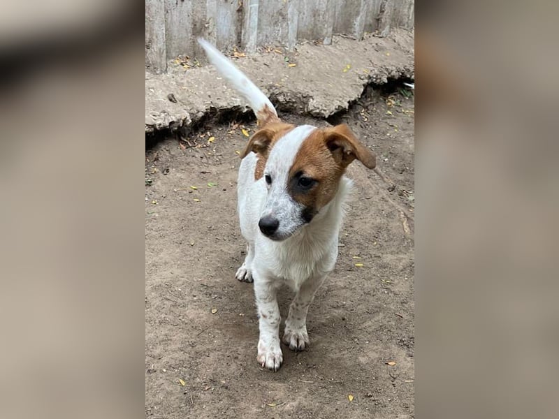 Agnus, bald 1-jähriger Hundebub, weiß.-Carmel gefleckt, freut sich auf ein eigenes Zuhause