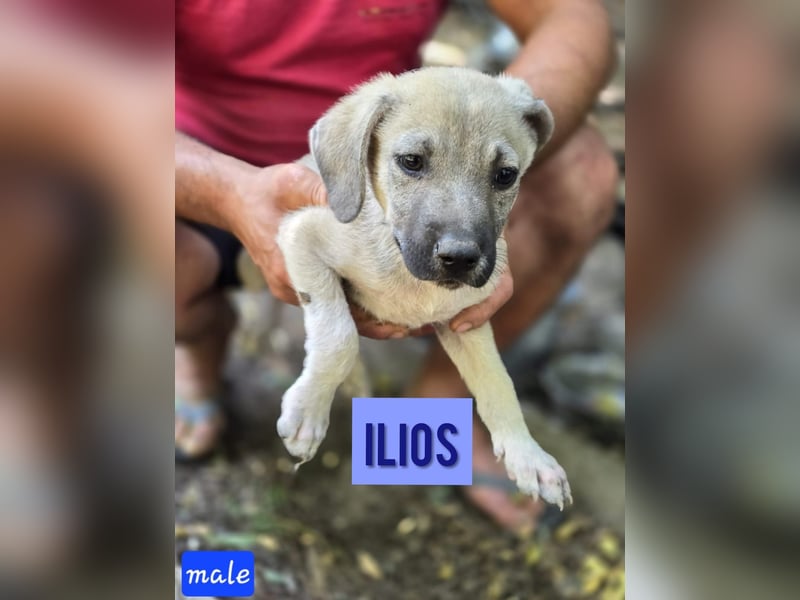 Ilios , ein 9 Monate alter Hundebub,