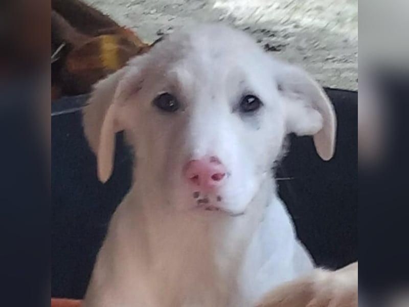 Niva: sucht ein Zuhause / eine Pflegestelle