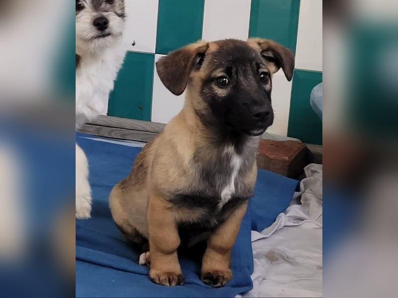 Romy, 4-monatiges Hundemädchen sucht ihre Familie