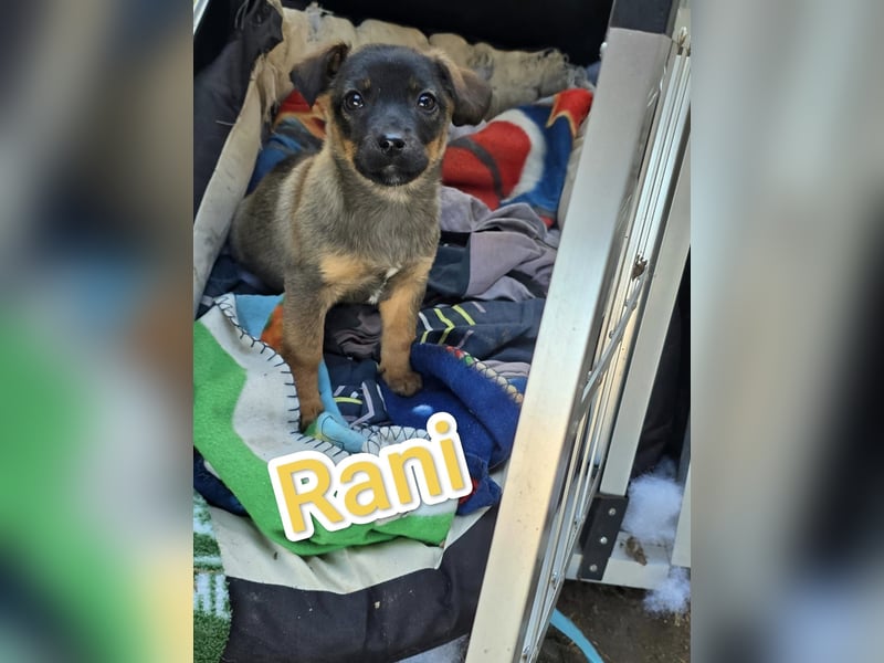 Rani, gerade mal 4 Monate altes Hundemädchen, sucht ihr Zuhause