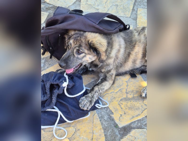 Rhonda sucht ein Zuhause / eine Pflegestelle