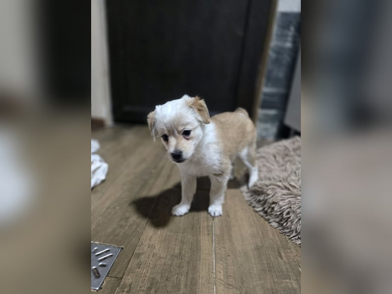 Judy , 5-monatige zuckersüßes, weiß-beiges Hundemädchen, sucht ihre Familie