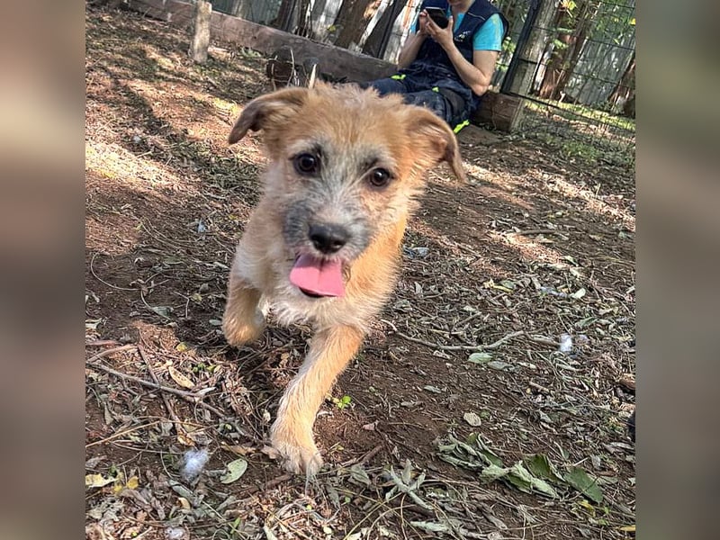 Yano , 9-monatiger  Hundebub, wünscht sich „seine“ Familie