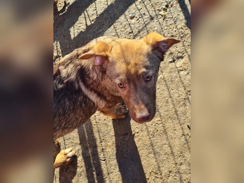 Rübe, schicker 6 Monate alter Hundebub, wünscht sich eine Familie