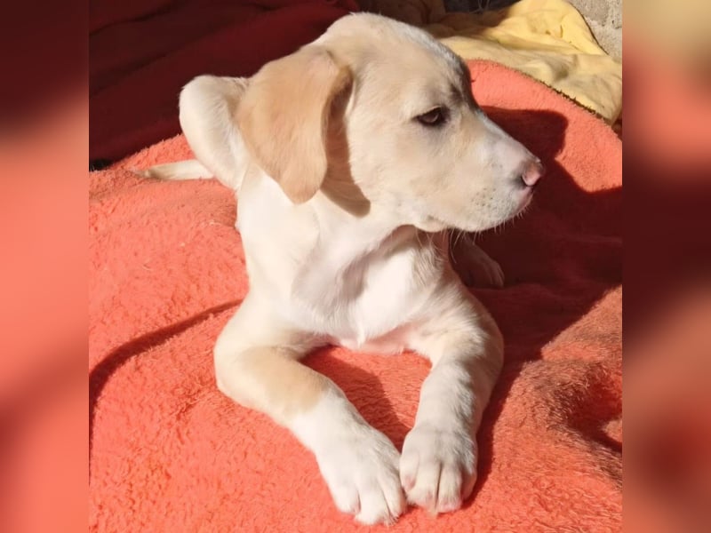 Ilios: sucht ein Zuhause / eine Pflegestelle- vorgemerkt