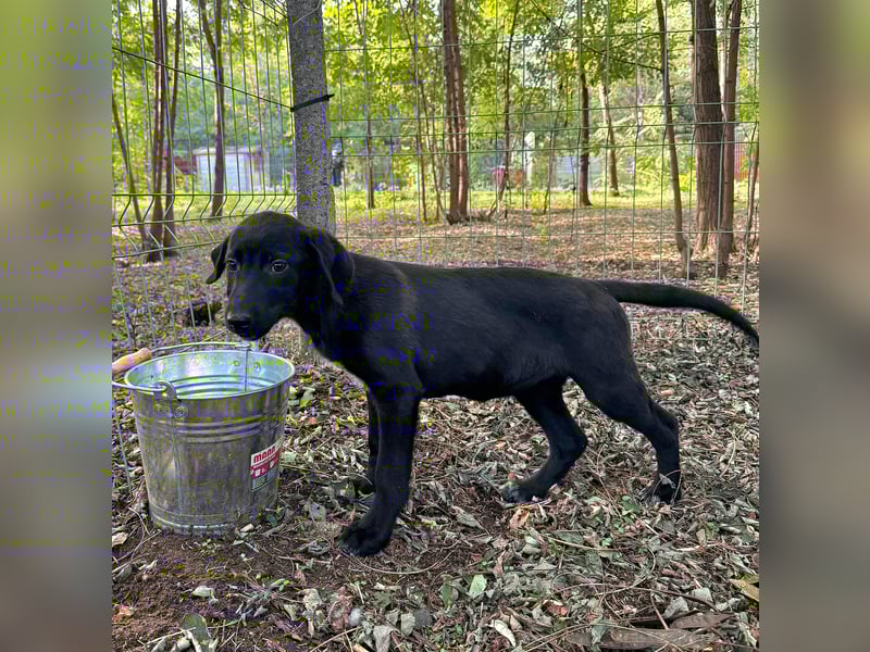 Isleen, 7-monatiges Hundemädchen, sucht ihre Familie