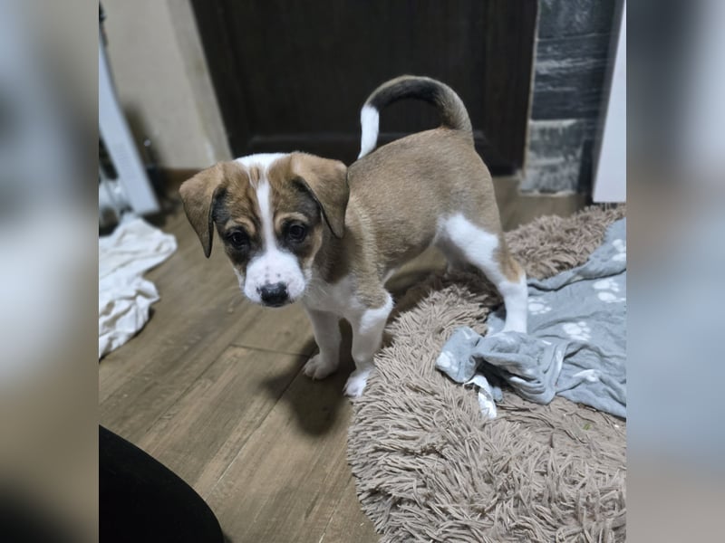 Jeff, Rüde, aktuell 5 Monate