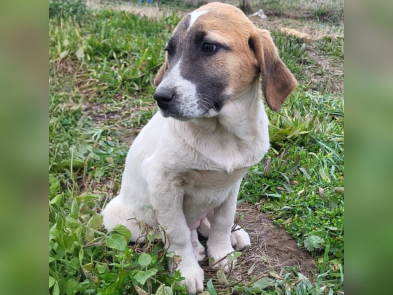 Electra: sucht ein Zuhause / eine Pflegestelle