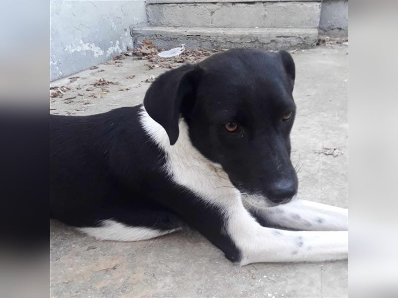 Nana - Mischlingshund sucht ein Zuhause