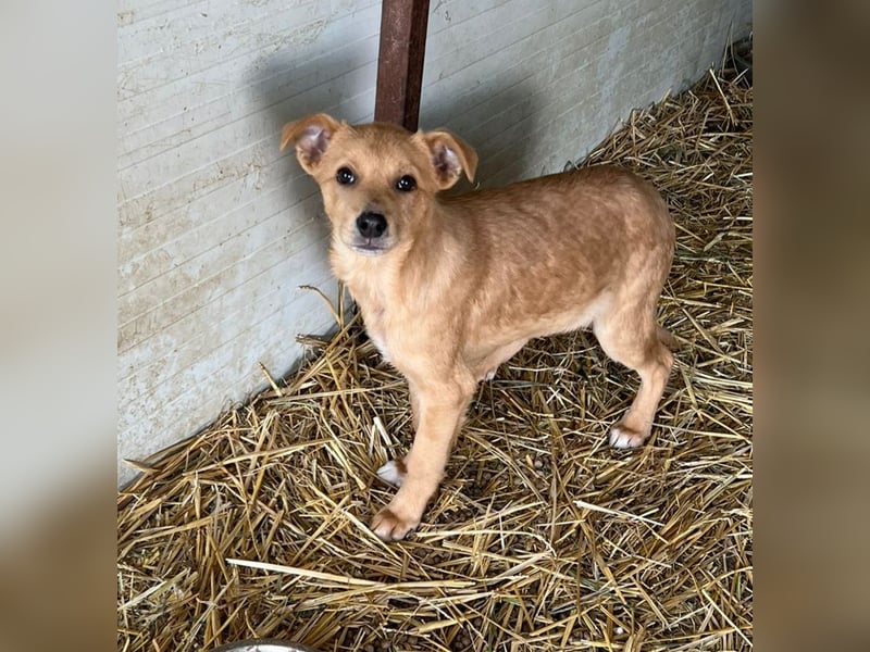 Shira , 4 monatiges Hundemädchen sucht ihre Familie