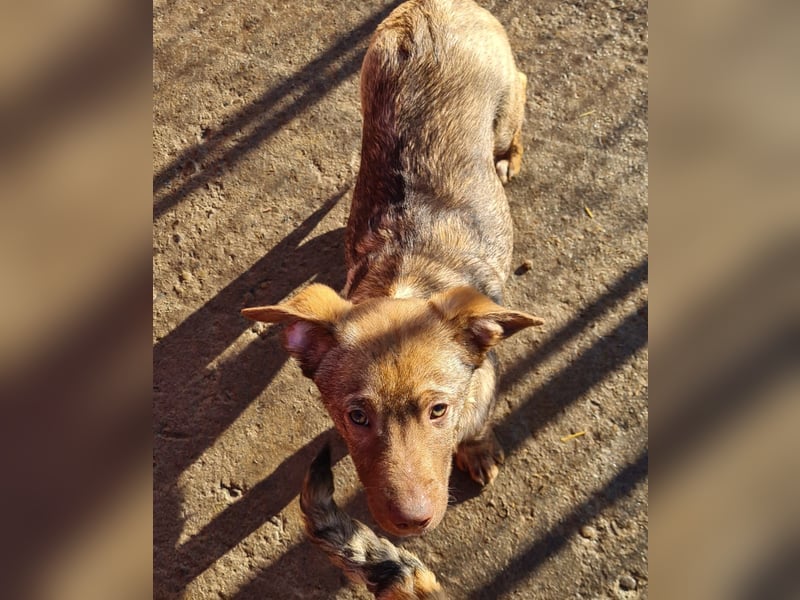 Rübe, schicker 6 Monate alter Hundebub, wünscht sich eine Familie