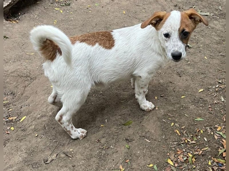 Agnus, bald 1-jähriger Hundebub, weiß.-Carmel gefleckt, freut sich auf ein eigenes Zuhause