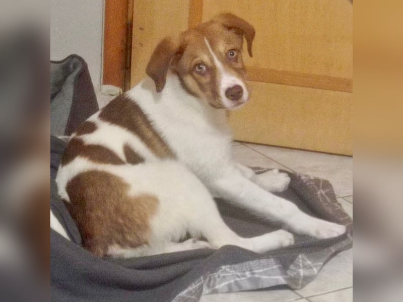 Agapi: sucht ein Zuhause- vorgemerkt