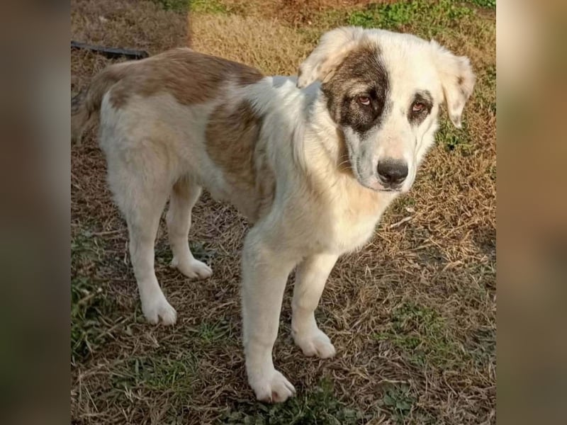 Angelo sucht ein Zuhause / eine Pflegestelle