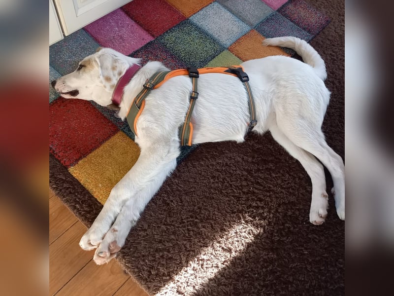 Thira-Mischling: sucht ein Zuhause