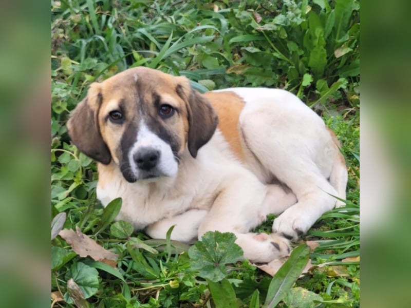 Danai: sucht ein Zuhause/Pflegestelle-reserviert