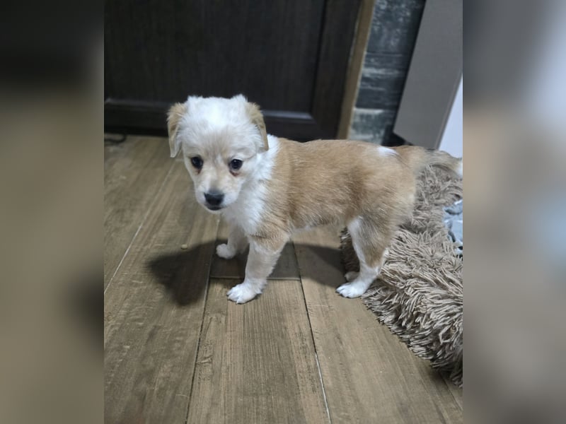 Judy , 5-monatige zuckersüßes, weiß-beiges Hundemädchen, sucht ihre Familie