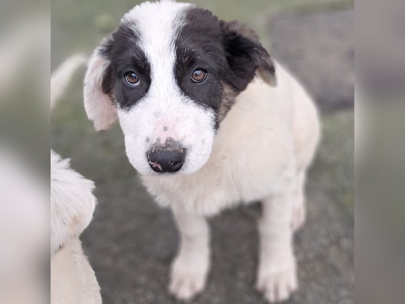 Skia sucht ein Zuhause / eine Pflegestelle- reserviert