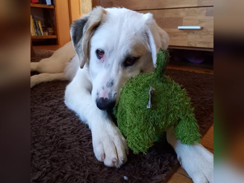 Thira-Mischling: sucht ein Zuhause