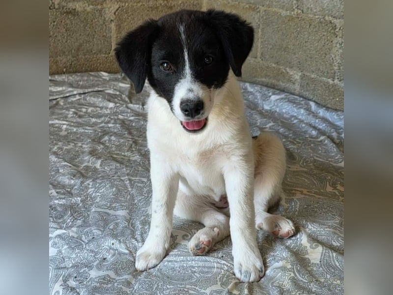 Lou: sucht ein Zuhause / eine Pflegestelle