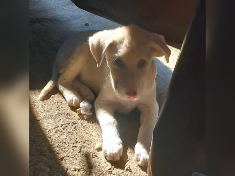 Niva: sucht ein Zuhause / eine Pflegestelle