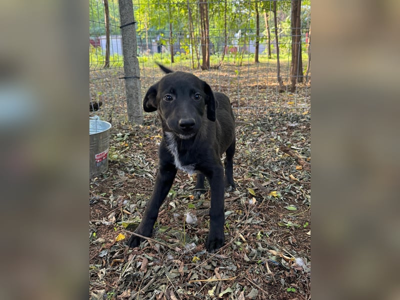 Isleen, 7-monatiges Hundemädchen, sucht ihre Familie