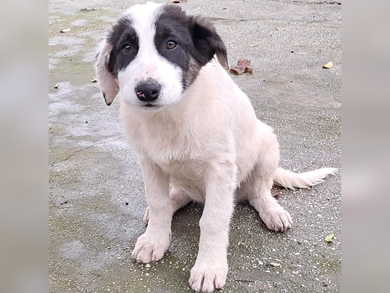 Skia sucht ein Zuhause / eine Pflegestelle- reserviert