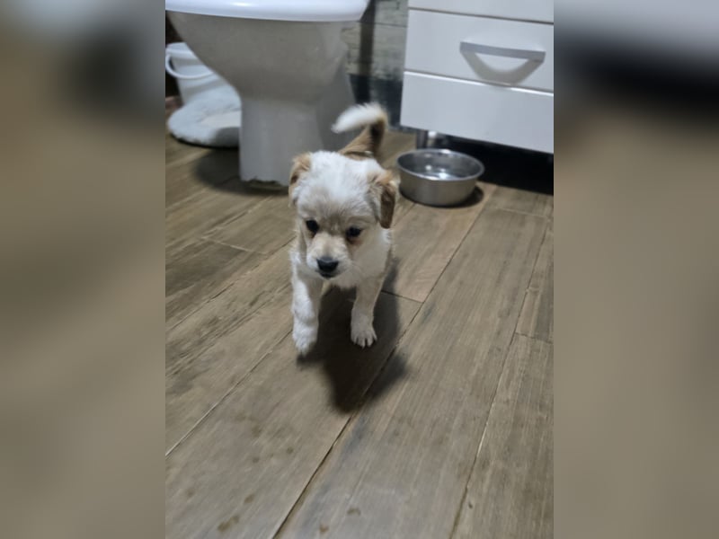 Judy , 5-monatige zuckersüßes, weiß-beiges Hundemädchen, sucht ihre Familie