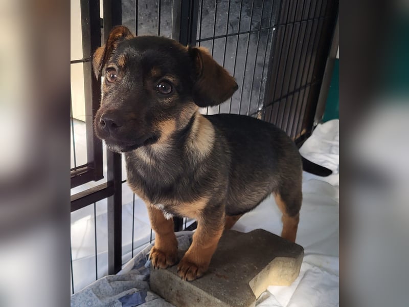 Rani, gerade mal 4 Monate altes Hundemädchen, sucht ihr Zuhause