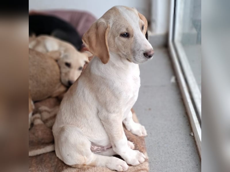 Marley sucht ein Zuhause - reserviert