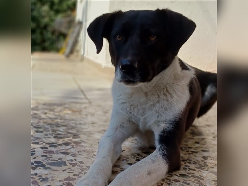 Nana - Mischlingshund sucht ein Zuhause