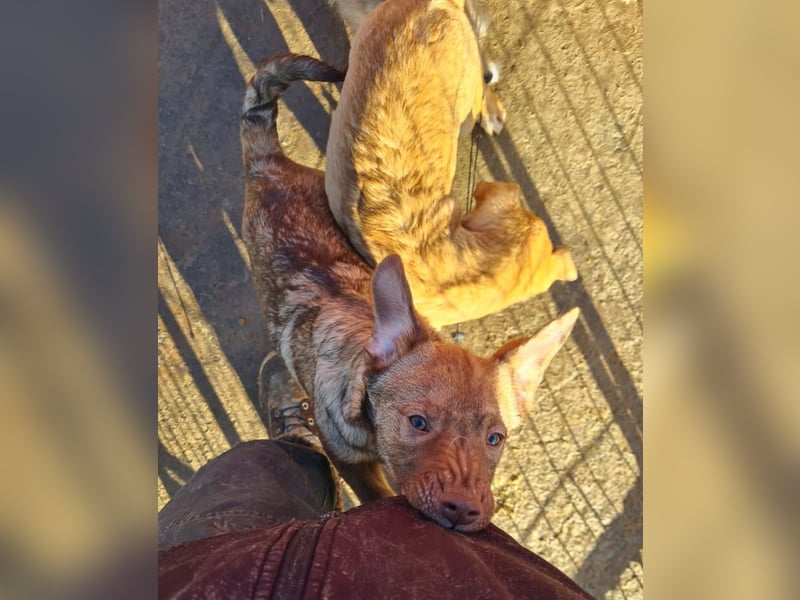 Rübe, schicker 6 Monate alter Hundebub, wünscht sich eine Familie