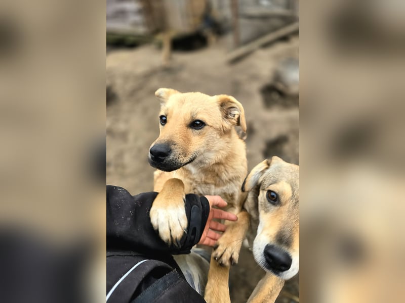 Ginger , tolle 1 Jähriges Mädchen,  SH mittelgroß, freundlich, offen, sozial)