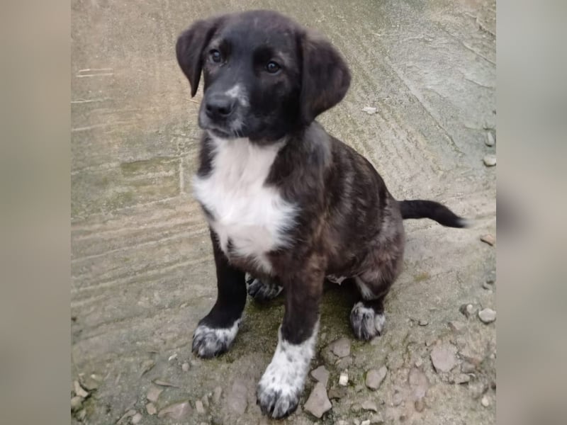 Gaia: sucht ein Zuhause/Pflegestelle