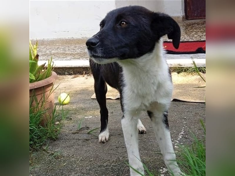 Nana - Mischlingshund sucht ein Zuhause
