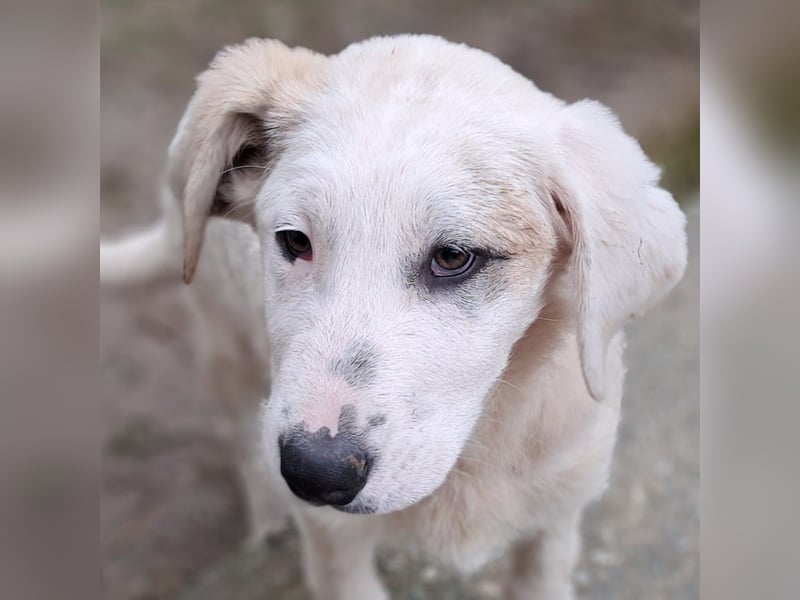 Thira-Mischling: sucht ein Zuhause