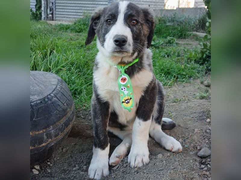 Taro: sucht ein Zuhause / eine Pflegestelle