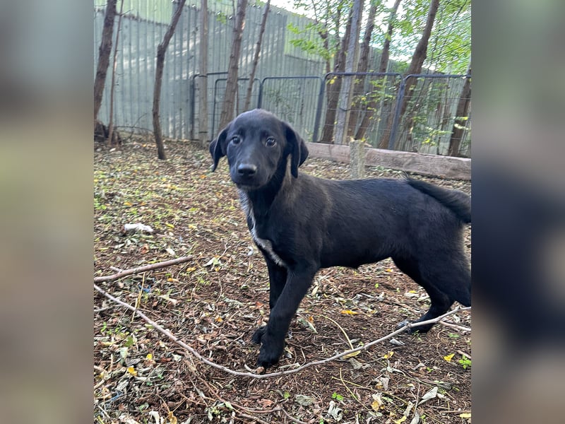 Isleen, 7-monatiges Hundemädchen, sucht ihre Familie