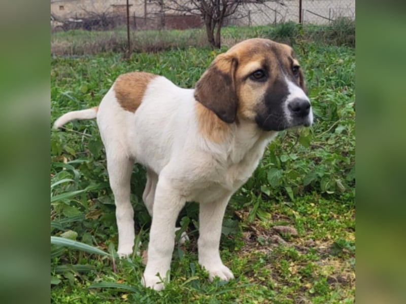 Danai: sucht ein Zuhause/Pflegestelle-reserviert