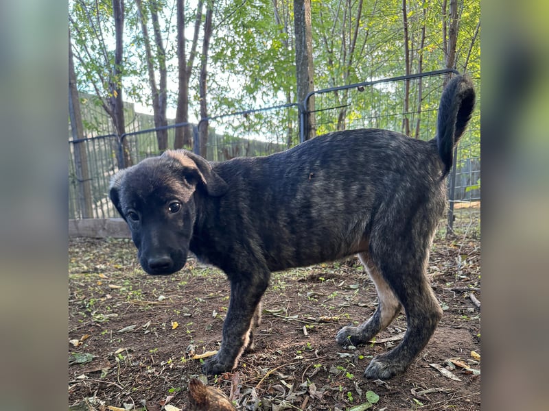 Isak, 9 -monatiger Hundebub,