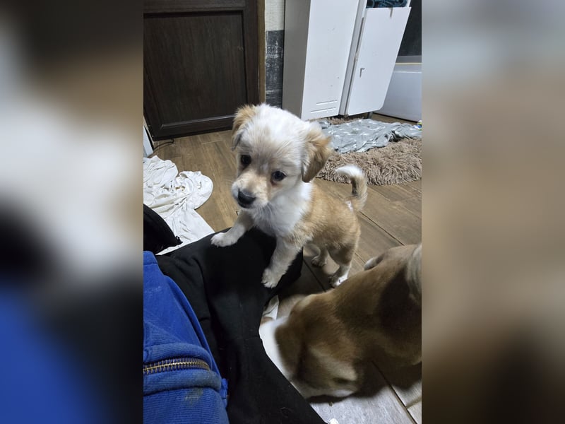 Judy , 5-monatige zuckersüßes, weiß-beiges Hundemädchen, sucht ihre Familie