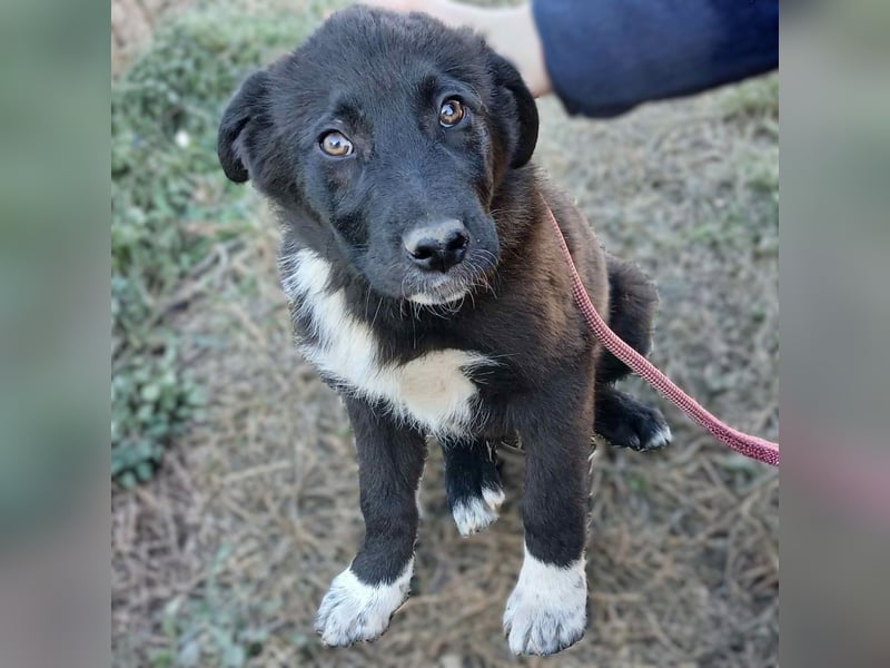 Nyros: sucht ein Zuhause / eine Pflegestelle