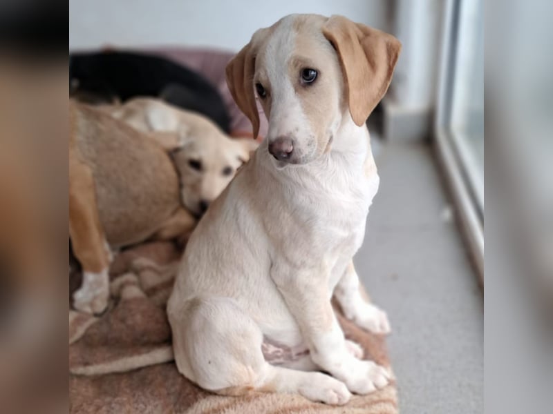 Marley sucht ein Zuhause - reserviert