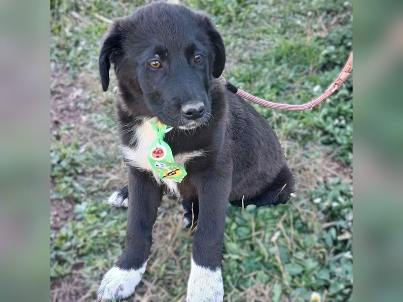 Nyros: sucht ein Zuhause / eine Pflegestelle