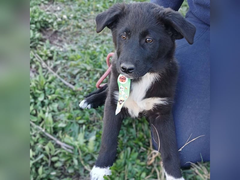 Nyros: sucht ein Zuhause / eine Pflegestelle