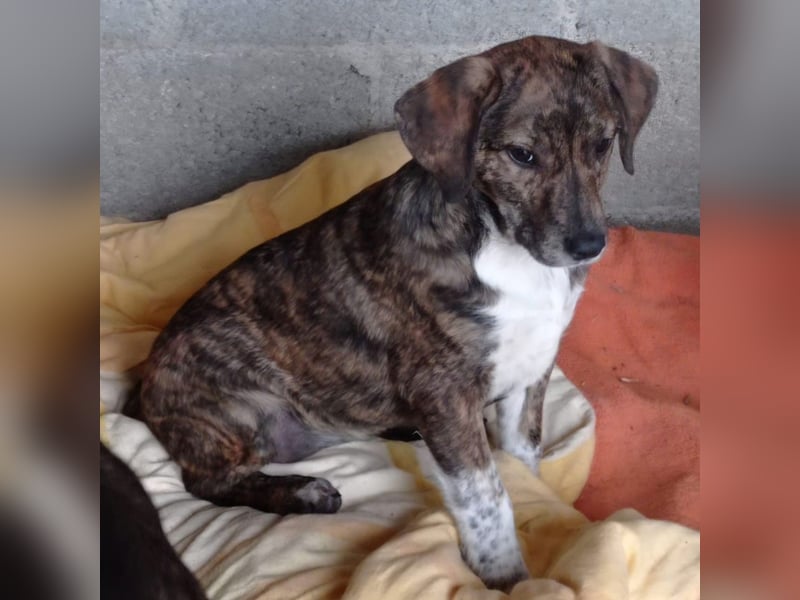 Kosma: sucht ein Zuhause / eine Pflegestelle