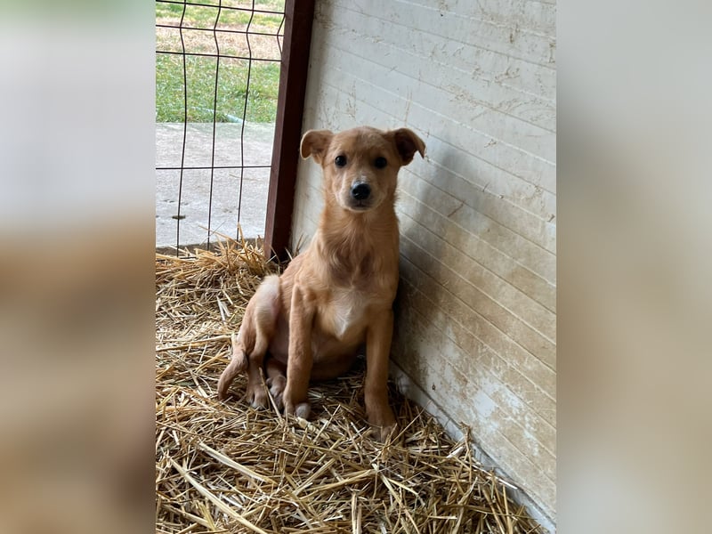 Shira , 4 monatiges Hundemädchen sucht ihre Familie